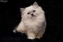 Ragdoll, przepiękna koteczka blue mitted z prawdziwym rodowodem FPL