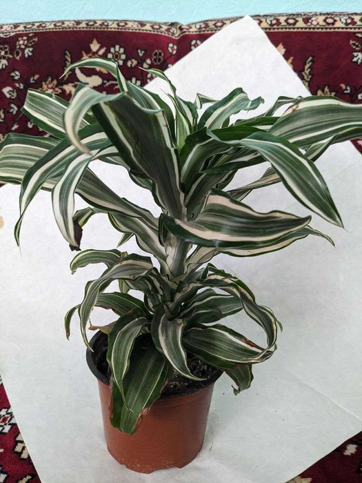 Драцена кімнатна