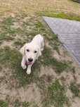 Golden retriever suczka