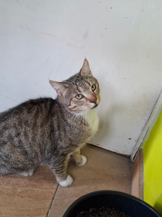 Dorosły wykastrowany kocurek szuka domu niewychodzącego