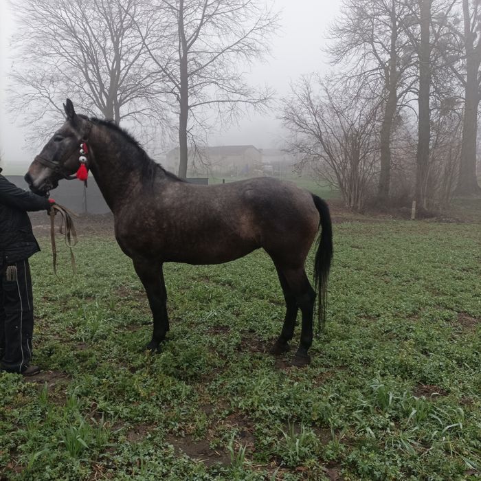 Sprzedam klacz w typie  Śląska