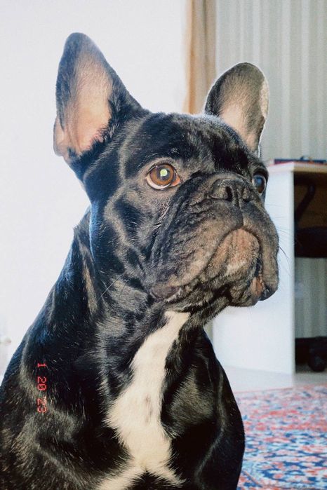 Французский бульдог. Вязка.