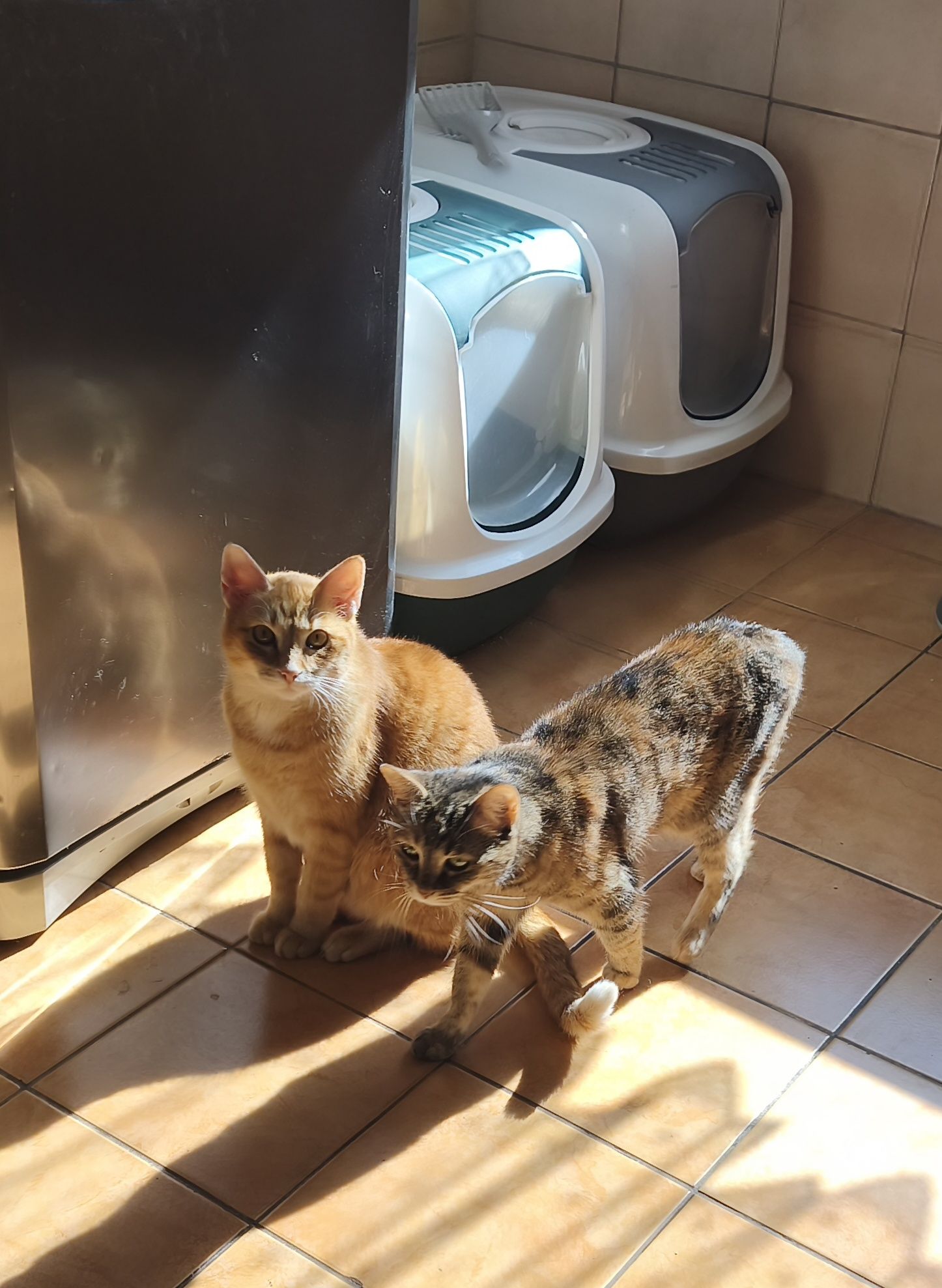 Simba i Luni oddam w dobre ręce