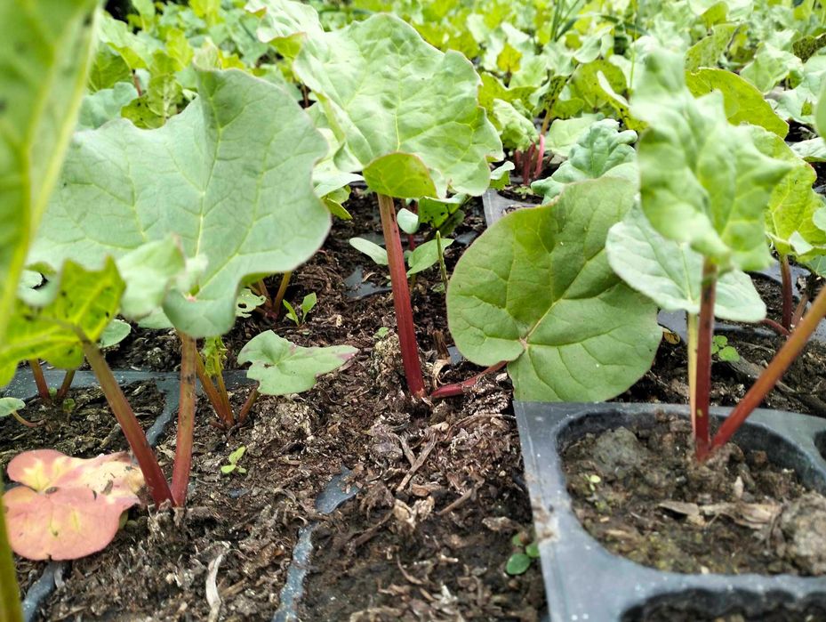 Sadzonki rabarbaru Lider malinowy wysyłka kurier karpy i w doniczce