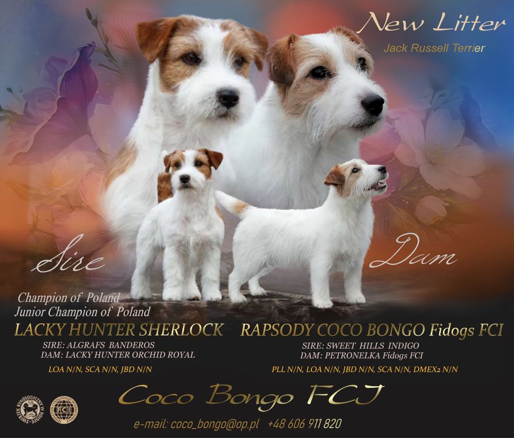 Jack Russell Terrier- biało- brązowa sunia z rodowodem ZKwP