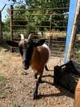 para adoção : 2 cabras-anãs adoraveis e inseparaveis