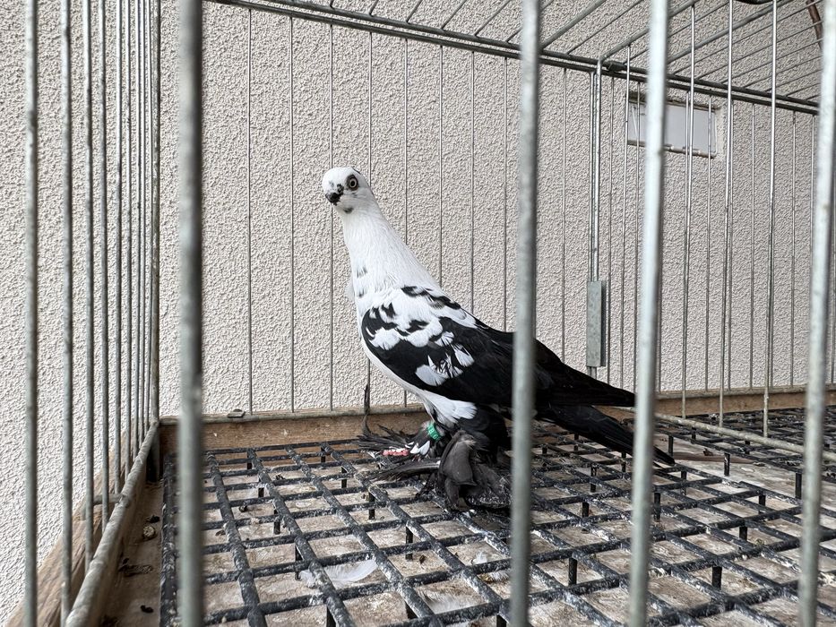 Motyle czarne gołębie ozdobne