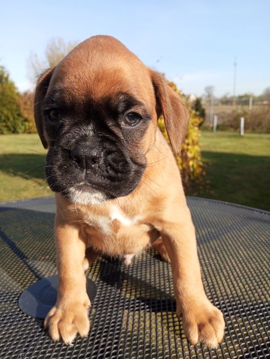 Bokser szczeniak pies