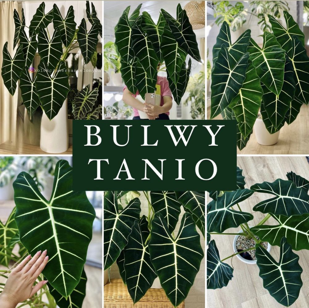 Alocasia Alokazja micholitziana frydek zielony bulwa Nie Variegata