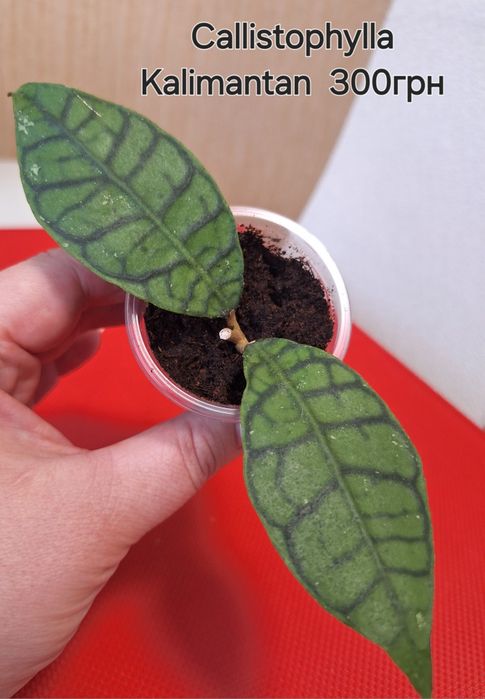 Хойя Callistophylla Kalimantan
