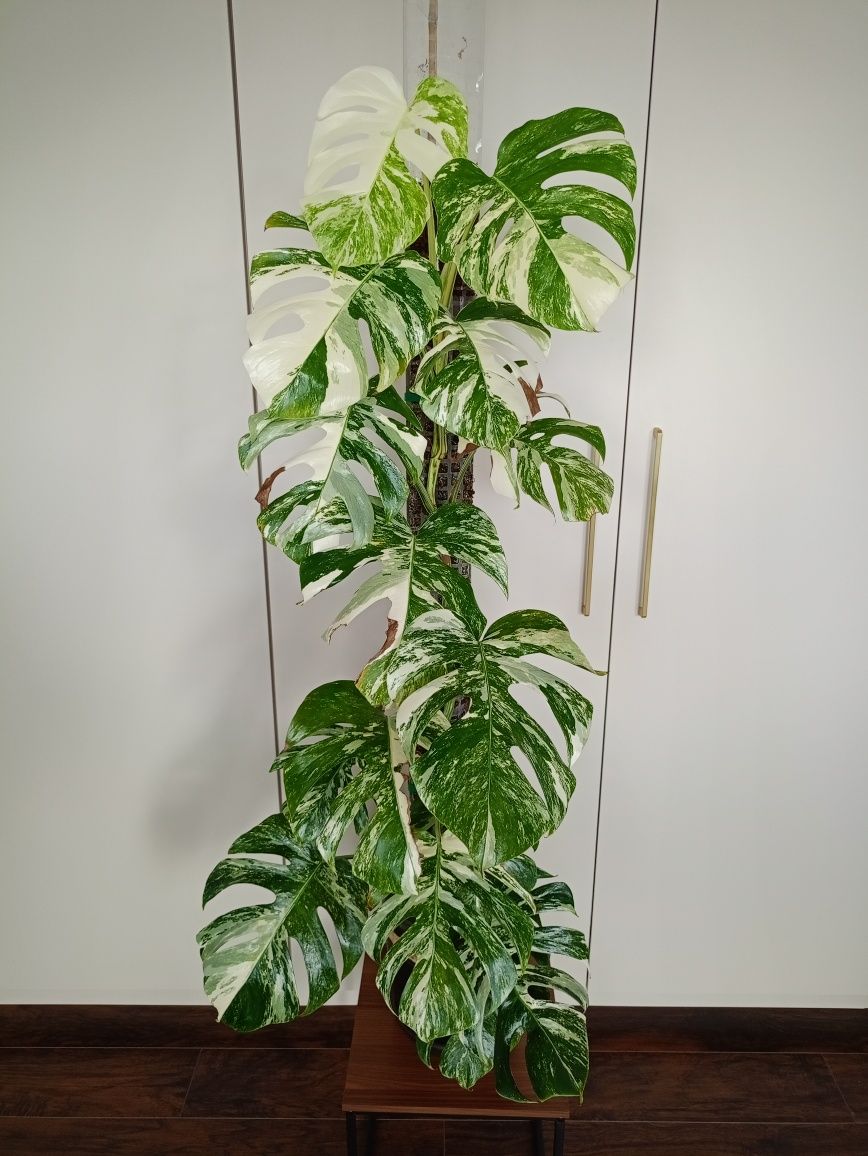 Monstera deliciosa 'Variegata'