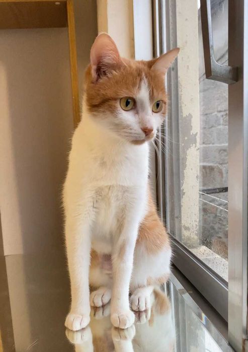 ESTERILIZADA | Gata jovem disponível para adoção responsável