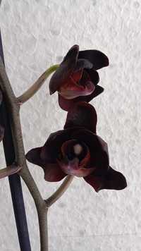 Орхідея "Чорний Лебідь"