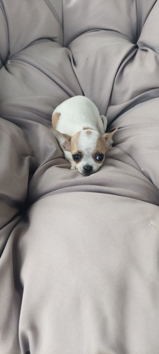 ZAREZERWOWANY !!! Chihuahua malutki piesek