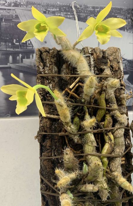 Орхідея Dendrobium senile