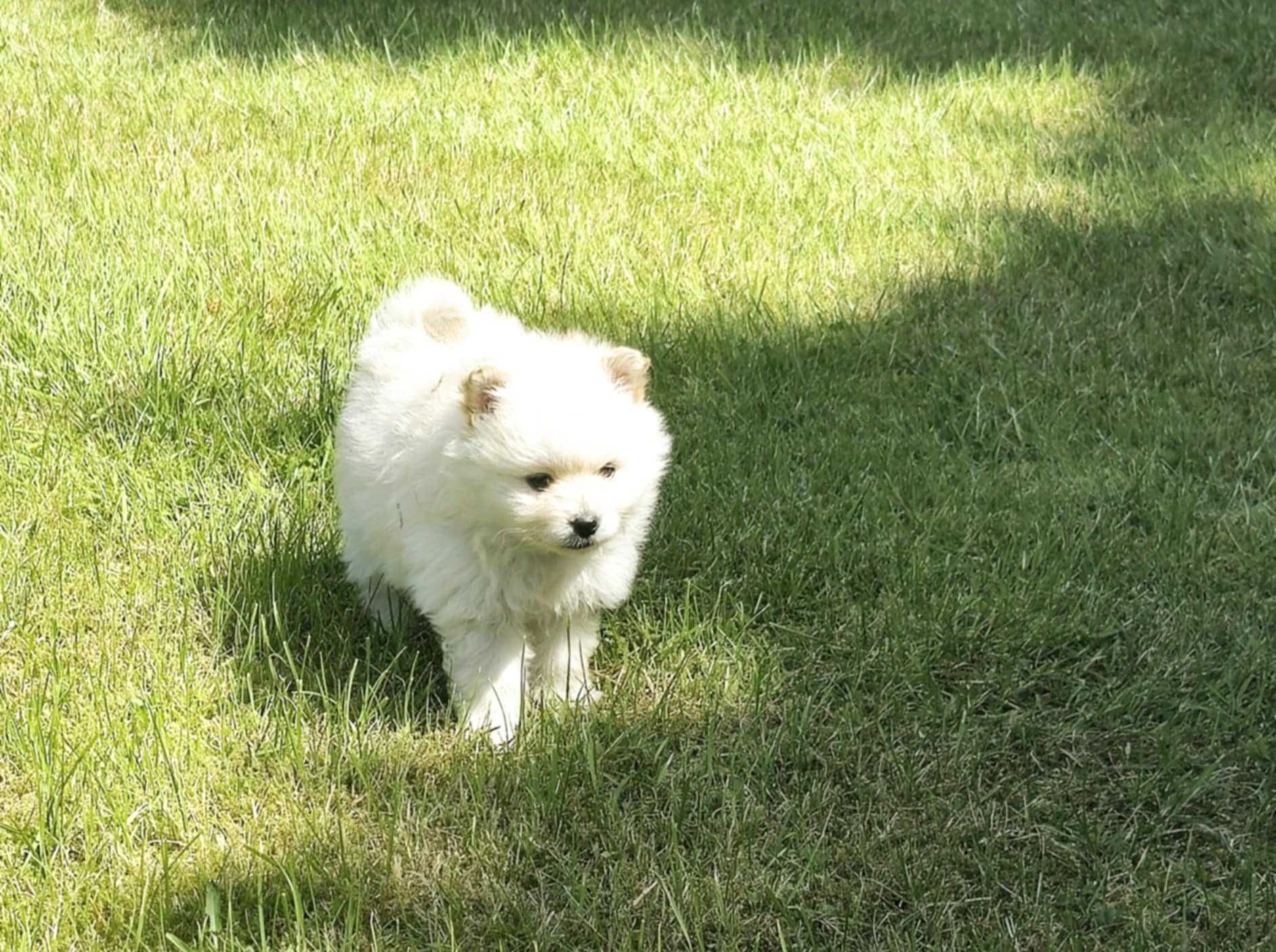 pomeranian, szpic miniaturowy biała suczka