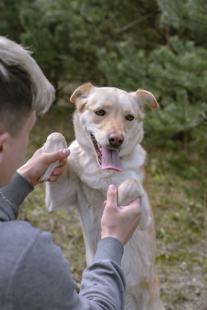 Samba poleca się do adopcji