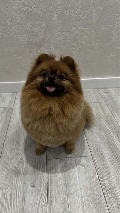 Померанский шпиц. Кобель. Вязка