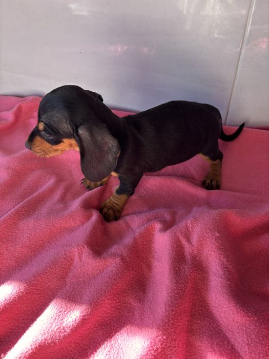 Teckel femea miniatura