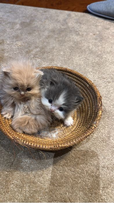 Gatinho persa muito docil