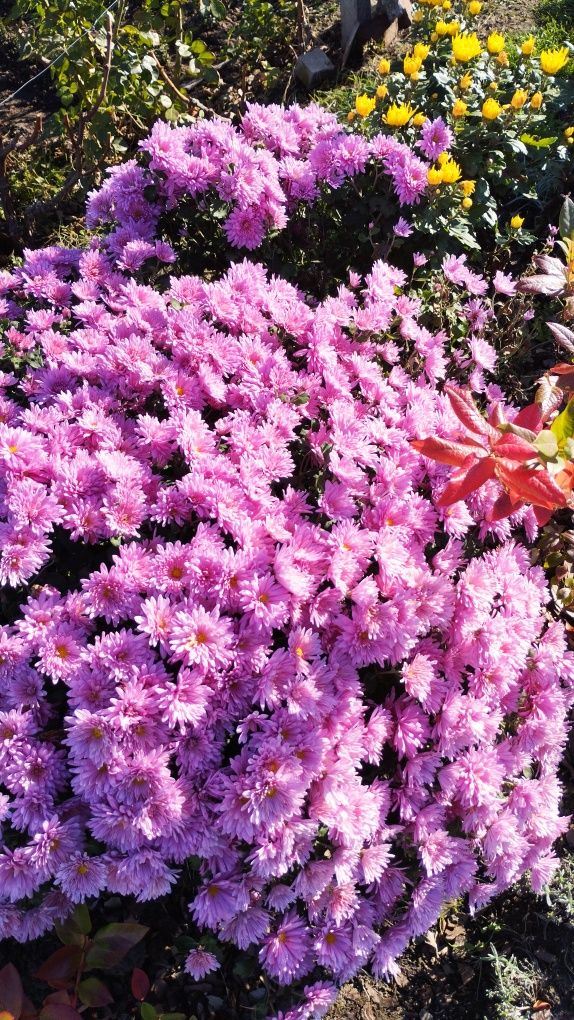 Хризантеми  мультіфлора та інші, Різні декоративні рослини для саду