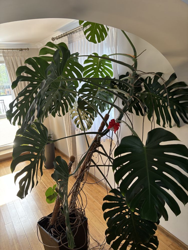 Monstera wraz z doniczką