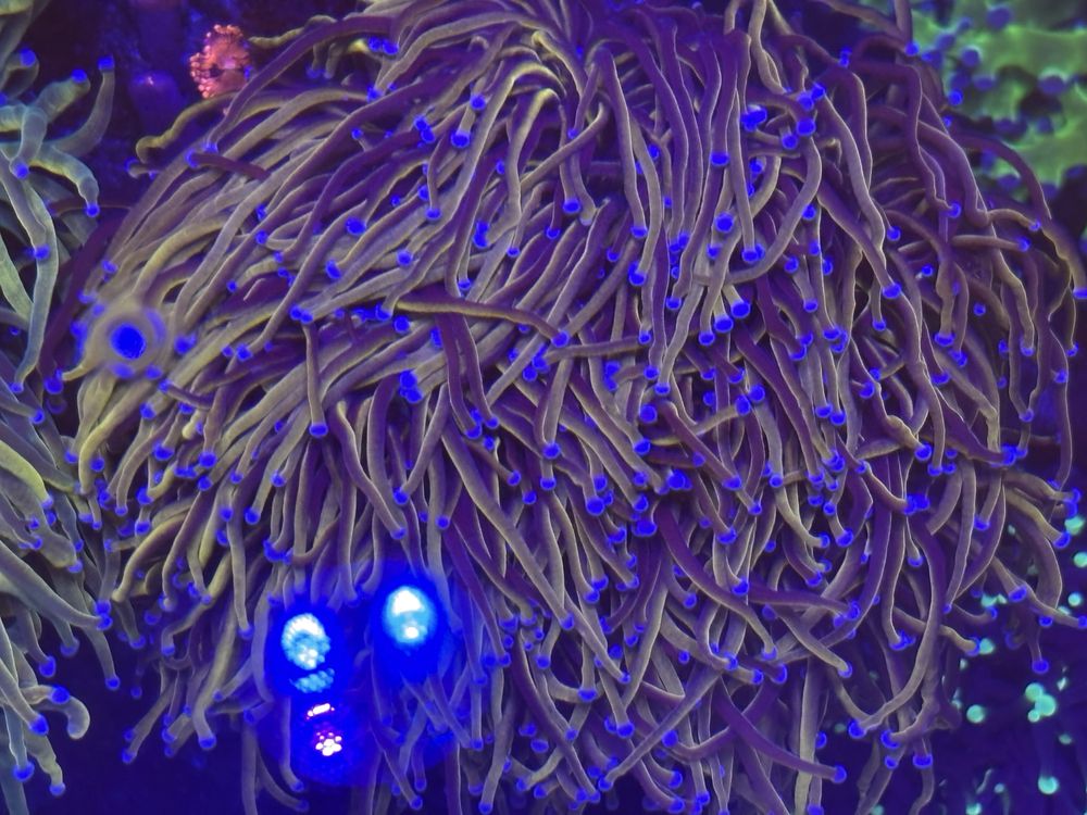 Nyk 3 glowy morskie euphyllia