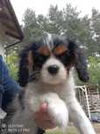 Cavalier King Charles Spaniel suczka