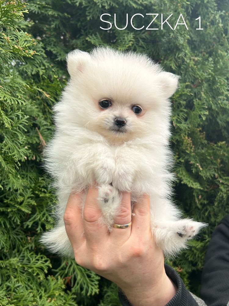 Szpic miniaturowy pomeranian, suczka, biały/ jasny cream