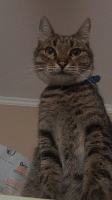 Віддам кішку, безкоштовно. Київ