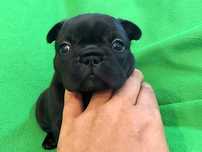 Buldog francuski piesek King Kong z rodowodem ZKwP/FCI