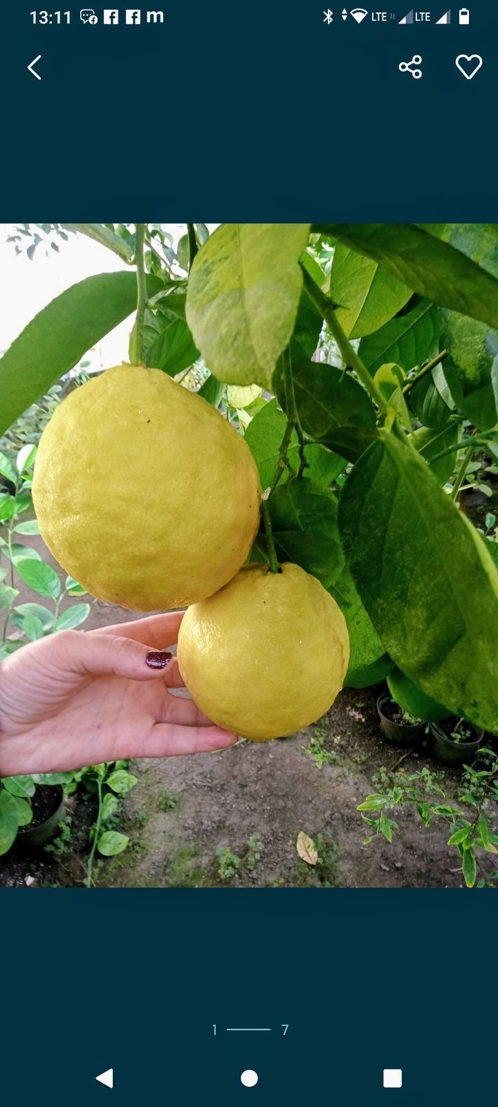 Каламандин кумкват ананас