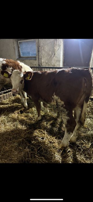 Jałówki mięsne limousene simentaler simental odsadki 140 kg