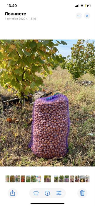 Фундук. Свіжий горіх.