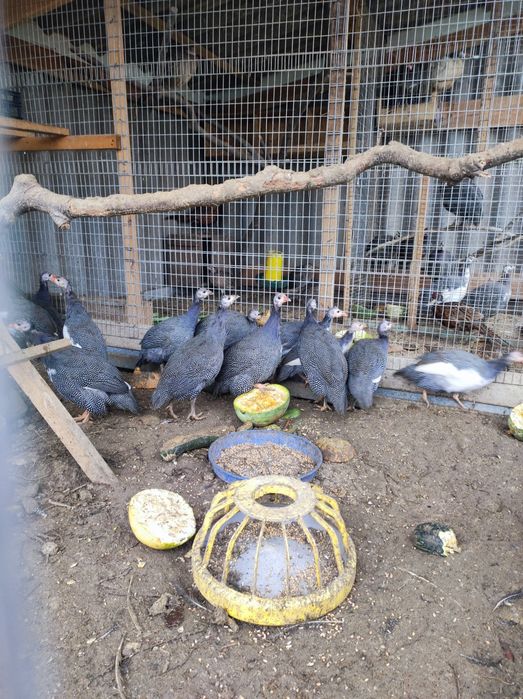 Цесарки (Пантарки)