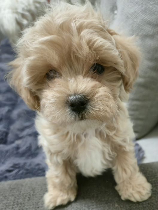 Zarezerwowana Maleńka mini  sunia waga do 3 kg  maltipoo F1