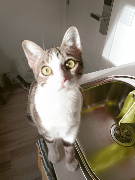 Gatinha jovem bebé para adoção responsável