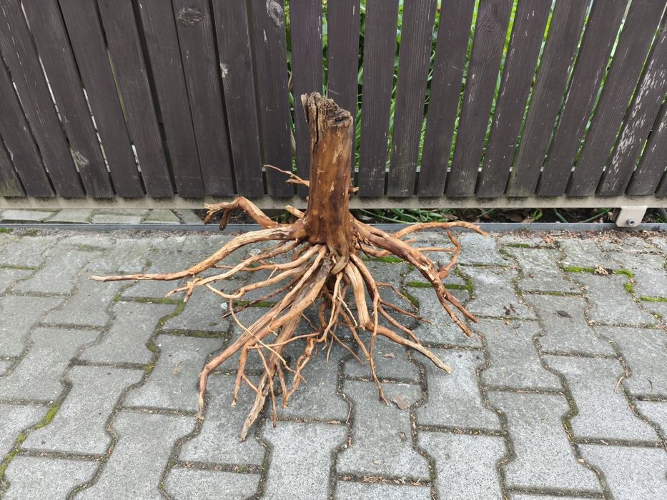 Korzeń nr 20 do akwarium