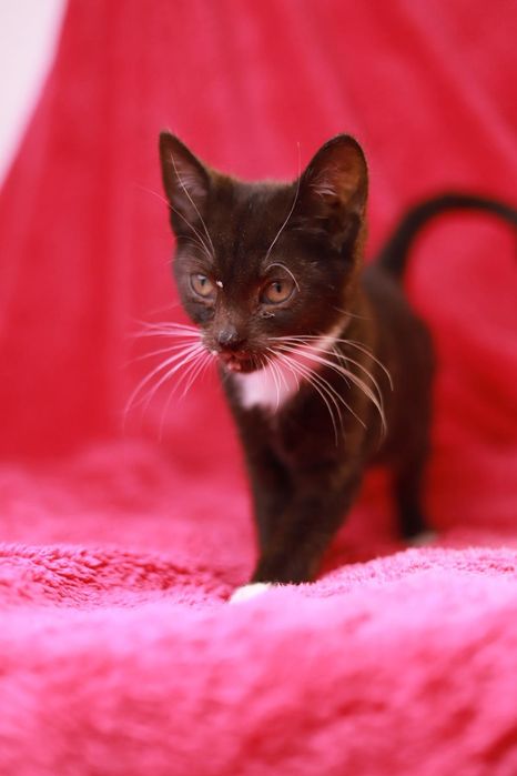 Czarny pełen energii I ciekawości świata kociak czeka na dom