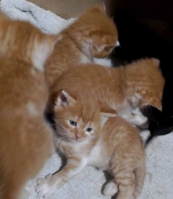 рыжие котята с голубыми глазками