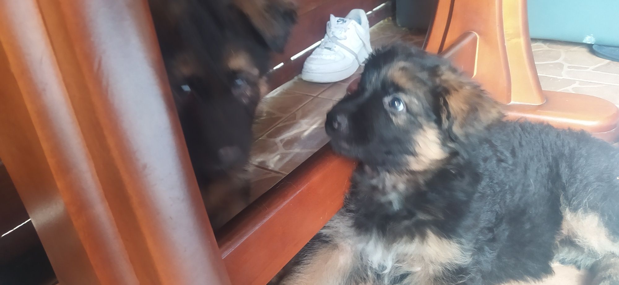 Oddamy owczarki niemieckie w dobre serca