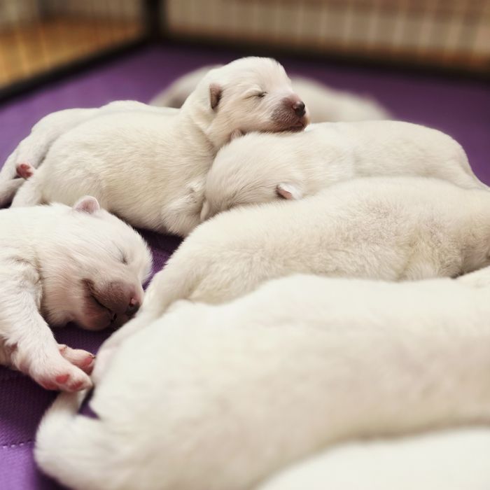 Samoyed, już są! Szczenięta ZKwP!