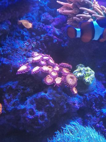 Szczepki zoanthus pandora inferno koralowce akwarium morskie Czernica