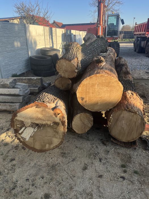 Sprzedam dąb kłody