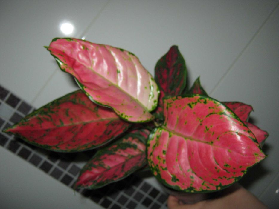 аглаонема декоративно лиственные цветы от 350грн