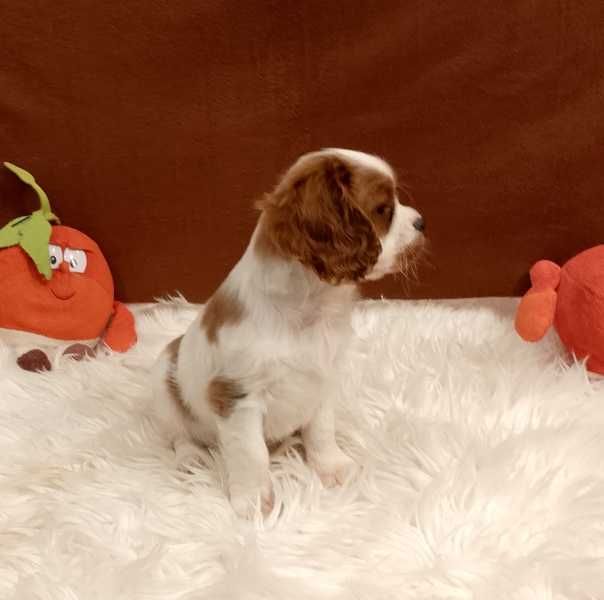 Cavalier King Charles Spaniel chłopiec