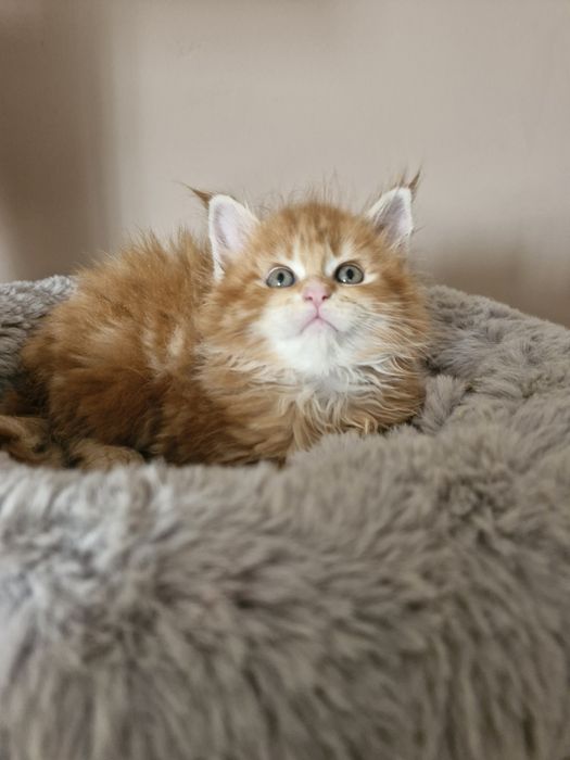 Maine Coon - RED TABBI (com LOP)
