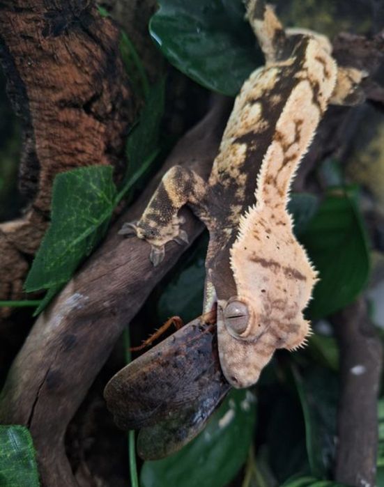 Gekon orzęsiony samiec samica