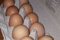 Sprzedam jajka jaja wiejskie z wolnego wybiegu