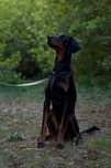 Młody Doberman szuka domu